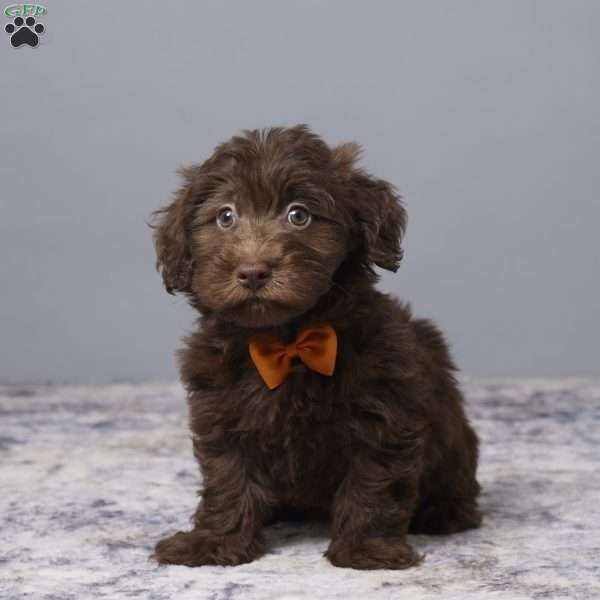 Rusty, Havapoo Puppy